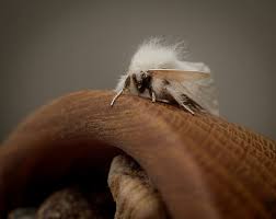 Rosedale, west virginia, usa july 5, 2008. Hd Wallpaper Wood Hairy Fluffy White Tiny Flying Macro Bug Moth Wallpaper Flare