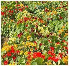 Maybe you would like to learn more about one of these? Nasturtium Tom Thumb Certified Organic Premier Seeds Direct