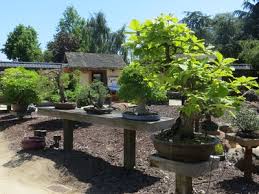 Gsbf bonsai garden at lake merritt. Bonsai Garden At Lake Merritt Oakland Localwiki
