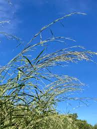 Image result for Andropogon gayanus