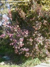 Image result for Galpinia transvaalica