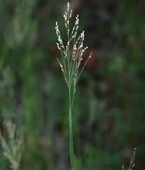 Image result for Panicum repentellum