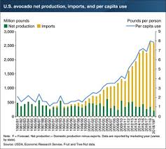 Us Avocado Imports Could Rise Further In 2018 19