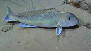 Image result for Ottelia fischeri