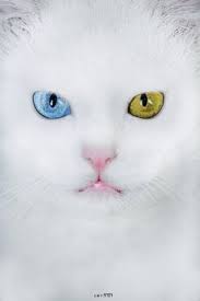 The Van Cat Turkish Van Kedisi Cat Of Van Is A Distinctive Landrace Of Domestic Cat Found Mainly In The Lake Cute Kittens Sevimli Kedi Yavrulari Hayvanlar