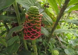 Bibit mangga taiwan, bibit mangga tanpa biji, bibit mangga udang, bibit mangga ubi, bibit mangga unggul di yogyakarta, mangga alpukat ialah buah mangga yang dikupas dan dimakan laksana halnya alpukat. Bibit Tanaman Buah Surabaya Bibit Taman