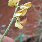 Image result for Crotalaria lanceolata