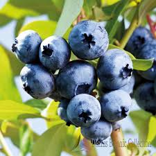  spaghetti frutti di mare. Vaccinium Corymbosum Pianta Di Mirtillo Americano Piante Da Esterno Piante Da Frutta