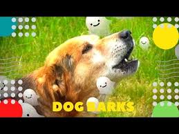 sobaka laet pobeditel v programme golos dog barks effekt privedenie hund bellt le chien aboie perro youtube sobaki golos