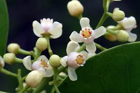 Image result for Xylocarpus