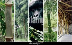 Image result for Oreobambos