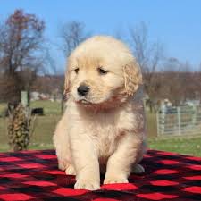 The golden is believed to have this dog was bred as a hunting breed well suited to chilly water, in order to retrieve game from the many small lakes, rivers or ponds that covered the area. Golden Retriever Puppies For Sale Golden Retriever Puppies For Sale