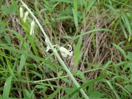 Image result for Dipcadi vaginatum