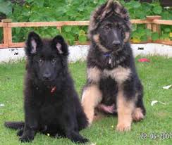 The german shepherd puppy is a popular addition to many households. Weaning Gsd Puppies Weaning German Shepherd Puppies