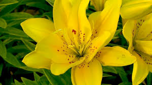 Der standort kann dabei das eigene heim oder gewächshaus sein. Lilie Video Pflegehinweise Gartnertipps Und Weitere Informationen Zu Lilien Auf Garten Natur Erleben