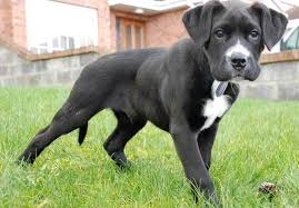 See more ideas about weimaraner puppies, weimaraner, puppies. Boxador A Boxer Labrador Mix Labrottie Com