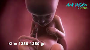 29 haftalik gebelik hafta hafta hamilelik anneysen