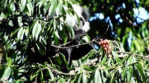 Image result for Sericostachys scandens