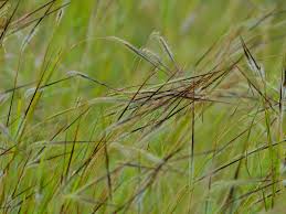 Image result for Heteropogon contortus