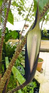 Image result for Disperis johnstonii