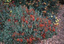 Image result for Dicliptera