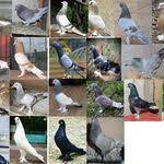 pigeons panosundaki pin