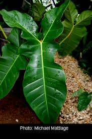 Pin On Alocasia Colocasia