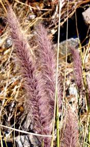 Image result for Cenchrus unisetus