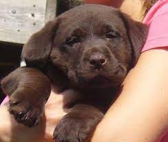 This breed began from a fishing dog known as the st. Chocolate Lab Puppy Pets And Animals For Sale Illinois