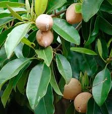 Image result for Manilkara zapota