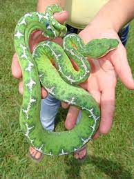 Tom Crutchfield S Reptile Pricelist January 4 2010 Emerald Tree Boa Pet Snake Snake