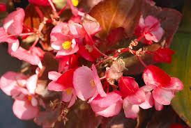 Check spelling or type a new query. Pink Yellow Centers Photograph By Ee Photography