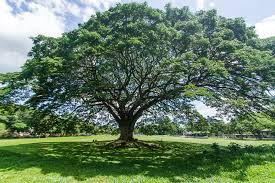 Image result for Samanea saman