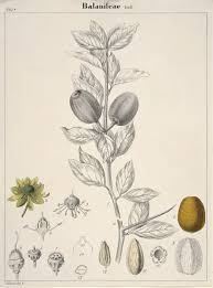 Image result for Balanites aegyptiaca