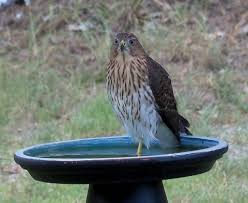 Birds Of Prey Texas Hill Country Texas Hill Country Shared Sylvia Owens Switzer S Photo Country Critters Texas Hill Country Animals