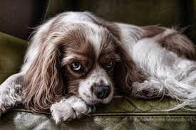 En faisant de la garde d'animaux à domicile, vous serez donc amené à vous occuper des animaux très variés : Promenades De Vos Chiens Duntzenheim Tou Poils Services Garde D Animaux Domicile 67 Petsitter A Duntzenheim