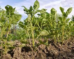 As the plants grow continue to hill up loose soil around the plant eventually mounding the plants. Growing Potatoes Planting Growing And Harvesting Potatoes The Old Farmer S Almanac