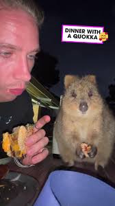 Just another day in Rottnest Island 🇦🇺 🎥: @marko.travel via ViralHo...