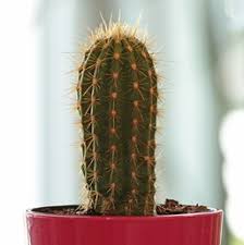 The old lady cactus (mammillaria hahniana) is native to mexico and named for the fine white hairs that cover the bulk of the cactus. Cactus Costa Farms
