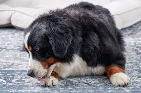 Why Is My Dog Licking His Paws