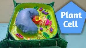 Check spelling or type a new query. Best Of Plant Cell Model Free Watch Download Todaypk