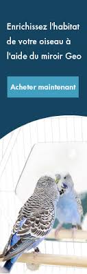 Infestation Des Graines Pour Perruches Alimentation Des Perruches Ondulees Perruches Guides Omlet France