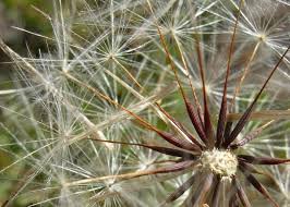 Image result for Hypochaeris radicata