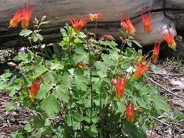 We did not find results for: Aquilegia Elegantula Western Red Columbine