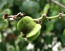 Image result for Gouania