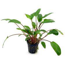 It is arguably the easiest crypt to keep, and is undemanding in terms of water conditions. Cryptocoryne Beckettii Viridifolia Pot Aquasabi Aquascaping Shop