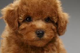 Santa's little helper has been with the simpson's family the. Puppies That Look Like Teddy Bears Reader S Digest