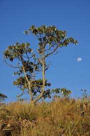 Check spelling or type a new query. Alpha Bisabolol Organic Obtained From The Wood Of The South American Candeia Tree Gfn Selco