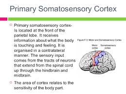 The primary somatosensory cortex or postcentral gurus is a prominent gyrus in the lateral parietal lobe of the human brain. Psych11 Bloa Localisation Of Brain Function Exterior Structure