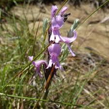 Image result for Striga bilabiata